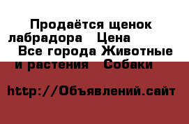 Продаётся щенок лабрадора › Цена ­ 30 000 - Все города Животные и растения » Собаки   